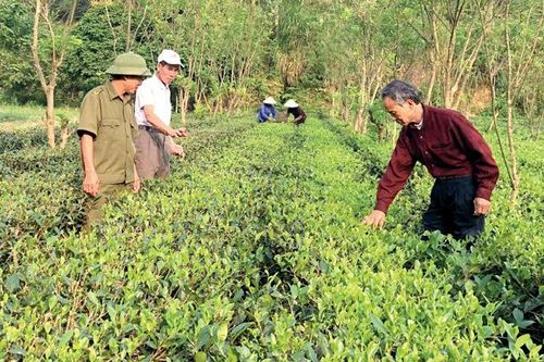 Liên kết chuỗi để phát triển nông nghiệp hữu cơ