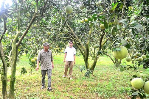 Phát triển vùng bưởi hàng hóa gắn với xây dựng thương hiệu