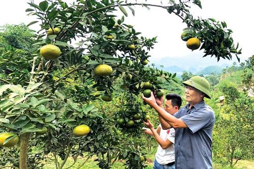 Nhịp sống mới khu tái định cư