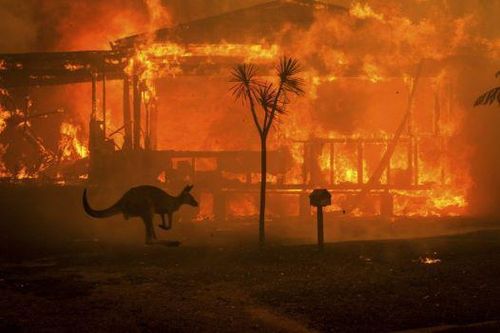 Động vật ở Australia đứng trước nguy cơ tuyệt chủng cục bộ