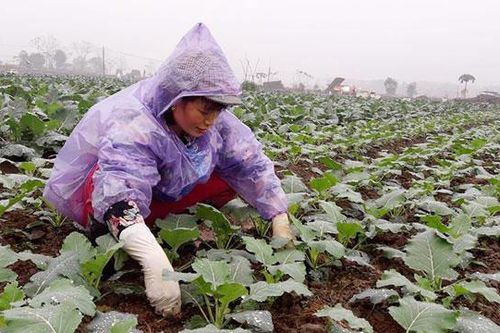 Rau xanh hối hả vào vụ Tết