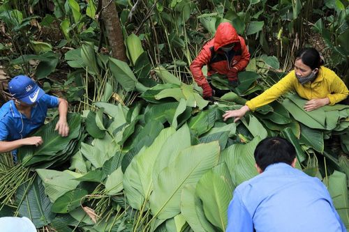 Người vùng trồng lá dong lớn nhất Hà Tĩnh trúng mùa