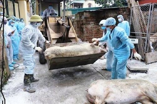 Bất cập trong việc hỗ trợ thiệt hại do bệnh tả lợn châu Phi