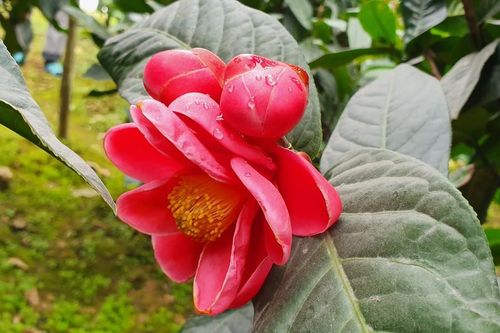Độc đáo cây hải đường trăm tuổi ở Hải Phòng trổ hoa đón Tết