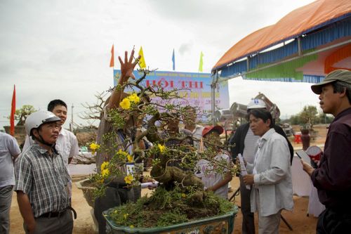 Trầm trồ với những tuyệt phẩm mai vàng ở Bình Định
