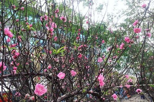 Tình huống cực đoan, sát Tết cả làng đau xót