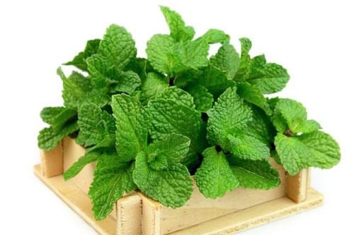 Đặt bó rau bạc hà trong nhà vệ sinh công dụng cực kỳ thần thánh, ai cũng nên biết