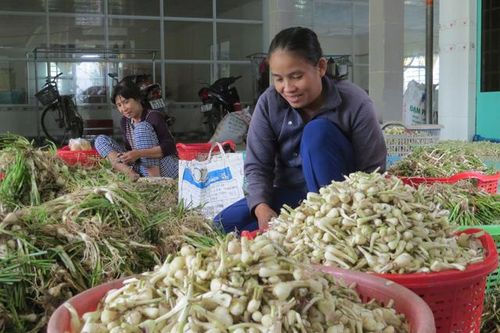 Kiệu mùa Tết tăng giá, nông dân phấn khởi