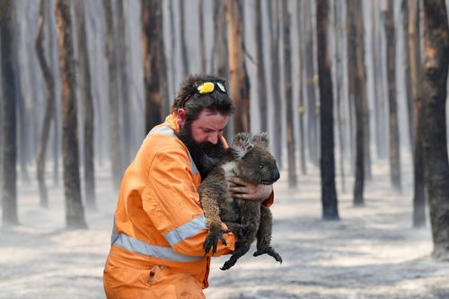 Giải cứu koala Australia và chợ lạc đà Saudi vào top ảnh tuần