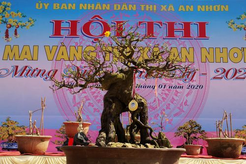 Hàng trăm 'đại lão mai' tranh tài ở đất võ