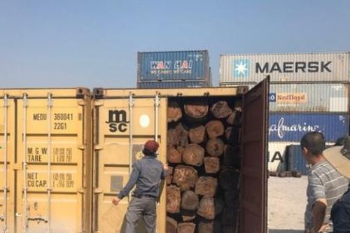 Phát hiện hàng chục container nghi gỗ giáng hương nhập lậu