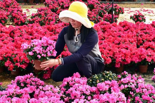 Hoa mắt với hàng chục loài đỗ quyên Đà Lạt độc đáo