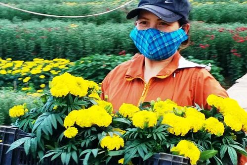 Xứ Huế bất ngờ bội thu… hoa