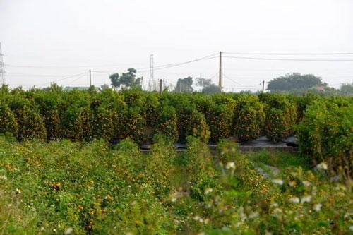 Quất cảnh Văn Giang sẵn sàng đón Tết
