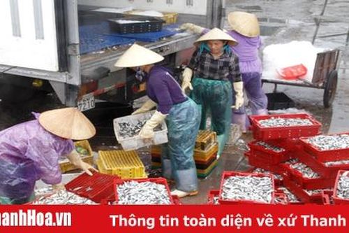 Sản lượng khai thác và nuôi trồng thủy sản huyện Tĩnh Gia đạt 36.349 tấn