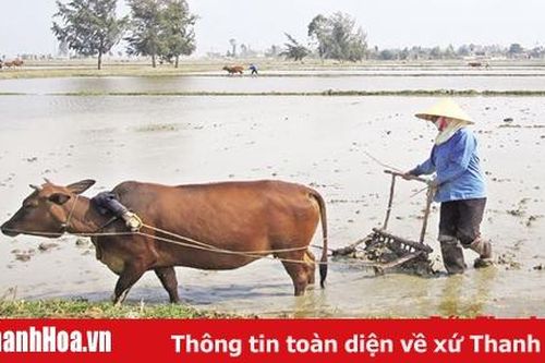 Nỗ lực hoàn thành các chỉ tiêu sản xuất vụ đông xuân