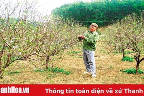 Phát triển dịch vụ thuê đào chơi tết