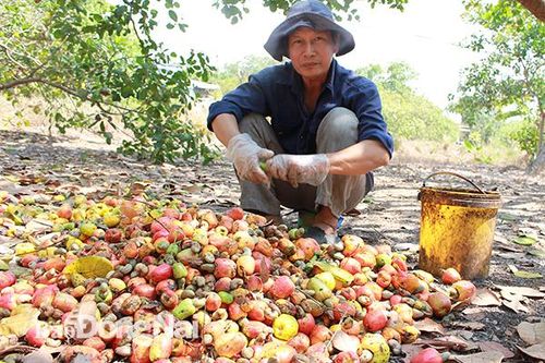 Thu lợi khá từ trồng ca cao xen điều