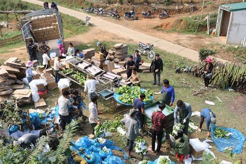 Bát Xát vào vụ thu hoạch chuối