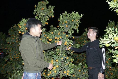 Thức đêm cùng chợ hoa Xuân