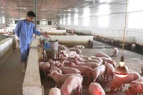Thị trường thịt lợn giáp Tết Nguyên đán