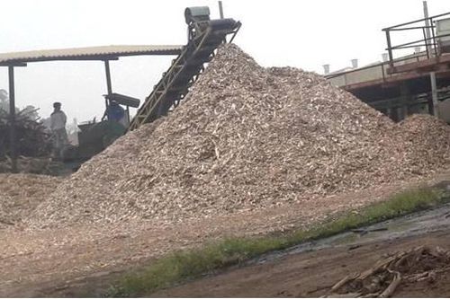 Sản xuất chế phẩm sinh học để phân hủy nhựa cây trong dăm mảnh gỗ keo, bạch đàn