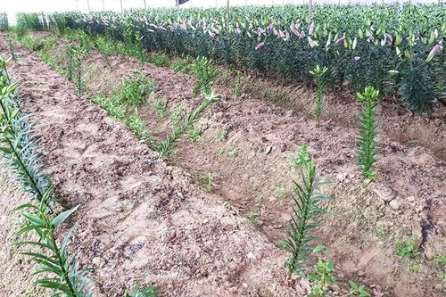 1.300 cây hoa ly bị nhổ trộm trong đêm
