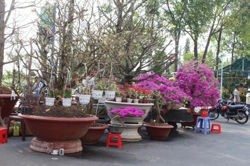 Cần Thơ: Hoa Tết rộn ràng xuống phố