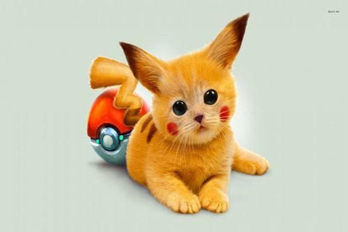 'Chết mê, chết mệt' những con 'Pikachu mèo' cực kỳ đáng yêu