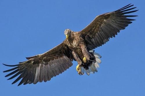 Vì sao 'chúa tể bầu trời' phải đập gãy mỏ, bẻ móng vuốt năm 40 tuổi