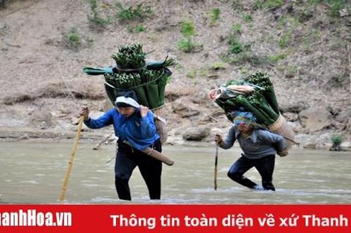 Băng rừng, lội suối 'săn' lá dong miền biên viễn