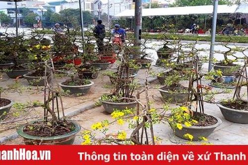 TP Thanh Hóa tổ chức Chương trình nghệ thuật và bắn pháo hoa tại Quảng trường Lam Sơn