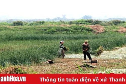 Diện tích cói trên địa bàn xã Nga Tân đạt 210 ha