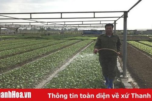 Xã Thọ Hải chú trọng phát triển kinh tế