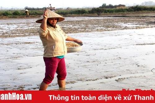 Huyện Nông Cống phấn đấu gieo trồng 10.200 ha lúa đông xuân