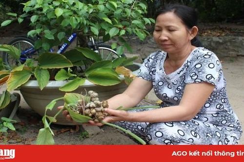Trồng trọt dưới tán rừng