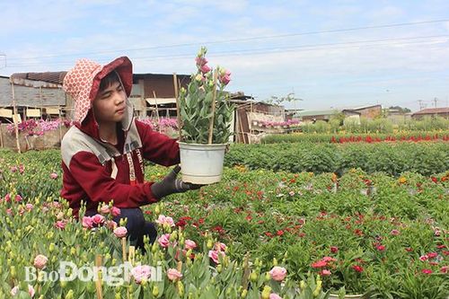 Vùng hoa lớn nhất Đồng Nai vào Tết
