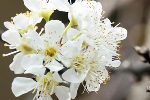 Hoa mận trắng đổ bộ về Thủ đô, người dân thích thú 'rinh' về chơi Tết