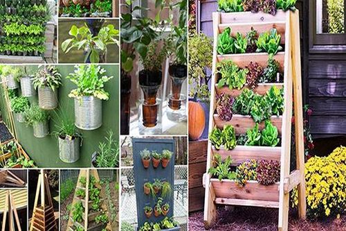 'Bỏ túi' những bí quyết giúp bạn tự trồng rau sạch tại nhà