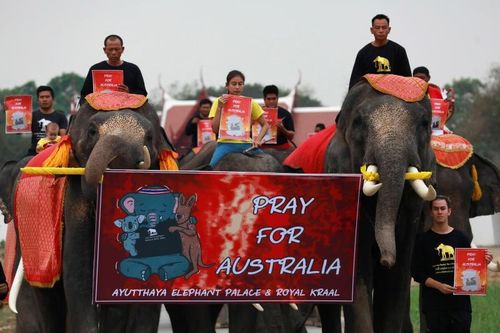 Voi Thái diễu hành vì động vật chết cháy ở Australia
