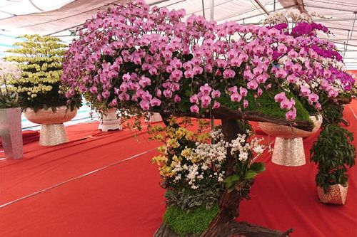 Độc đáo lan hồ điệp trồng trên gỗ lũa giá gần trăm triệu đồng