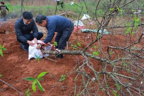 Làng đào phai 20 tỷ