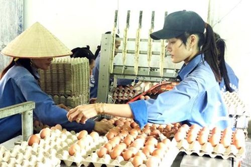 Ngành chăn nuôi hướng tới chuyên nghiệp và hiệu quả