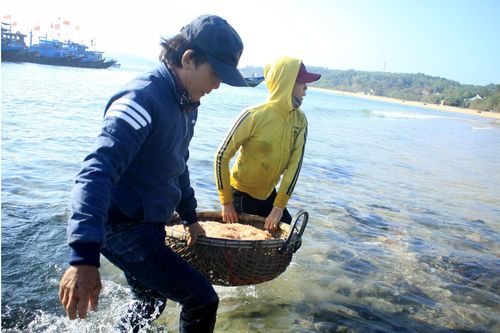 Chộn rộn mùa ruốc