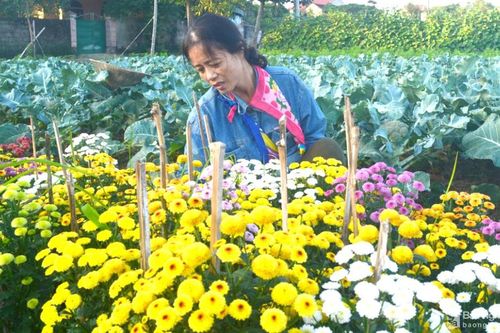 Hoa nở mà người trồng không vui