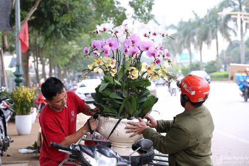 Quất bonsai 'gây sốt', hoa lan tràn ngập phố Vinh
