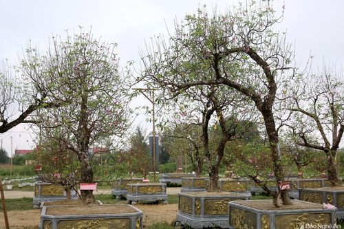 Đào Nhật Tân ghép trên gốc đào rừng giá cho thuê 80 triệu đồng ở Nghệ An