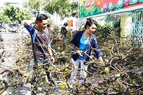 Hoa Tết về phố