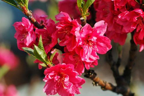 Vì sao người miền Bắc cắm cành đào ngày Tết