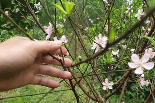 Hoa đào nở sớm, nông dân thấp thỏm lo 'mất Tết'